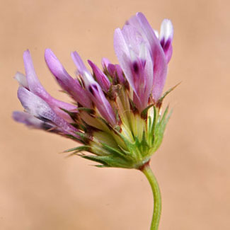 Tomcat Clover blooms from April to June, earlier (April) in the southern part of the state, May to June in California. Also called Sand Clover, this species prefers disturbed areas with moisture, heavy soils. Trifolium willdenovii